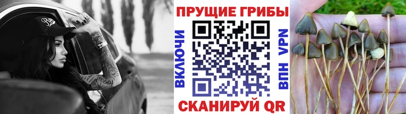 Галлюциногенные грибы Psilocybine cubensis  Купить закладки  Бирск 
